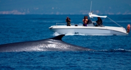 whale  whatching tarifa gibraltar